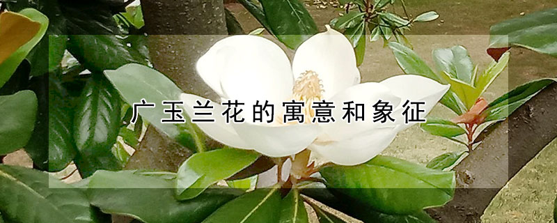 广玉兰花的寓意和象征