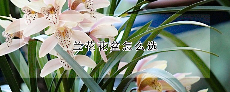 兰花花盆怎么选