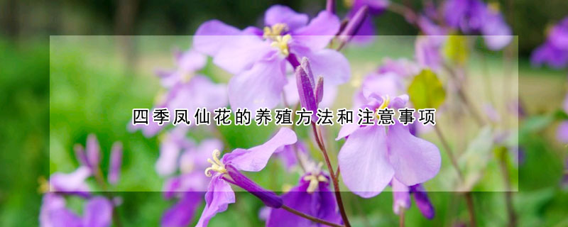 四季凤仙花的养殖方法和注意事项