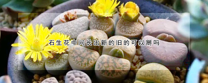 石生花中间长出新的旧的可以掰吗