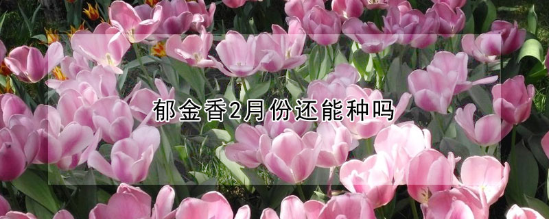 郁金香2月份还能种吗