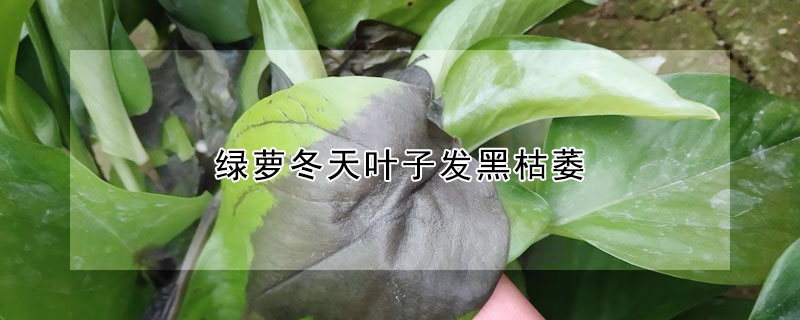 绿萝冬天叶子发黑枯萎