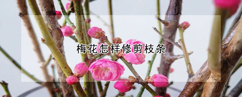 梅花怎样修剪枝条