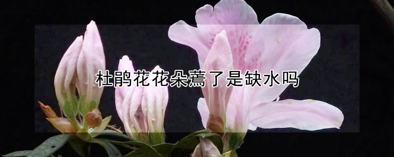 杜鹃花花朵蔫了是缺水吗