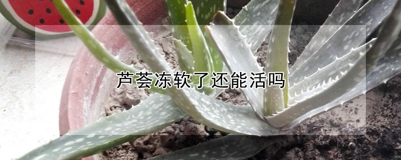 芦荟冻软了还能活吗