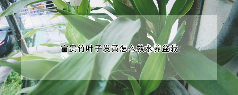富贵竹叶子发黄怎么救水养盆栽