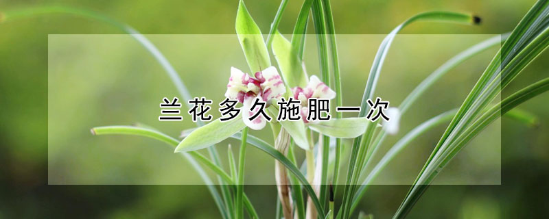 兰花多久施肥一次