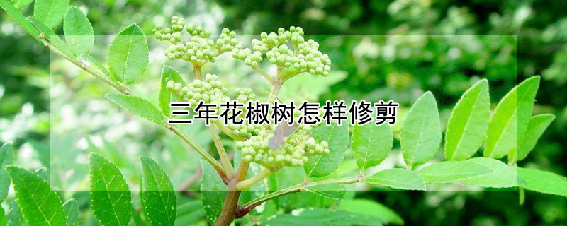 三年花椒树怎样修剪