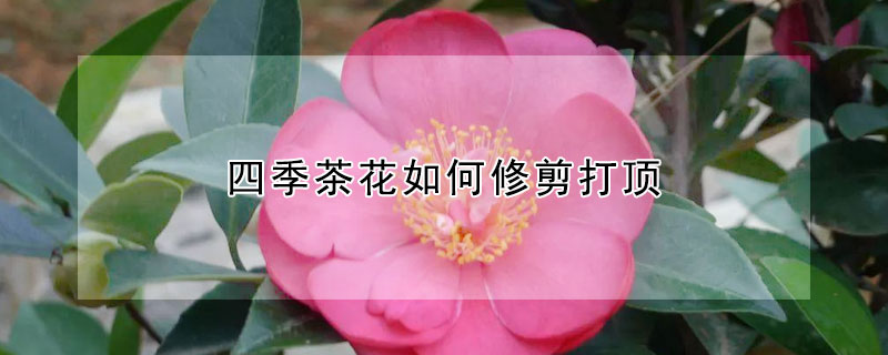 四季茶花如何修剪打顶