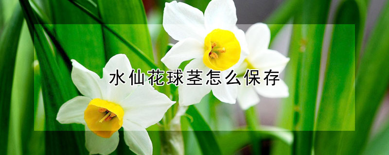 水仙花球茎怎么保存