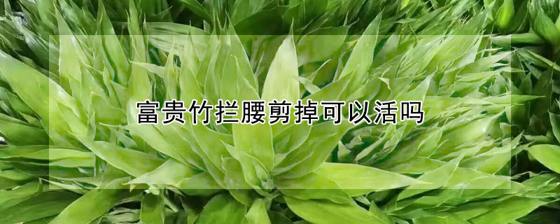 富贵竹拦腰剪掉可以活吗