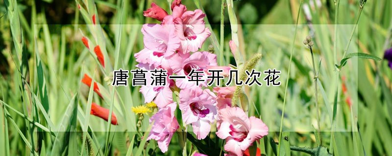 唐菖蒲一年开几次花