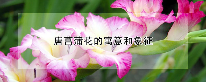 唐菖蒲花的寓意和象征