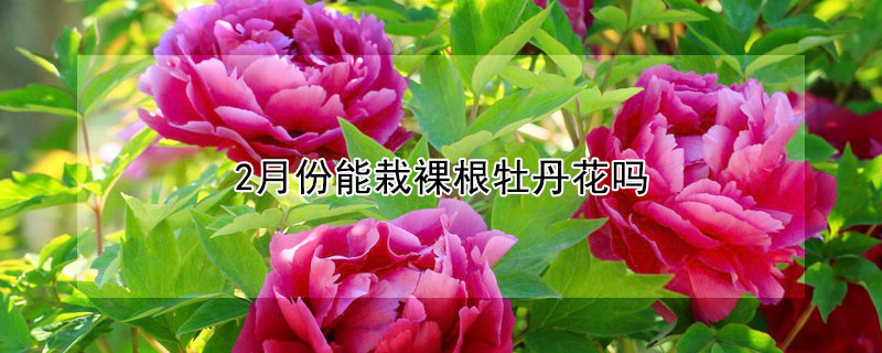 2月份能栽裸根牡丹花吗