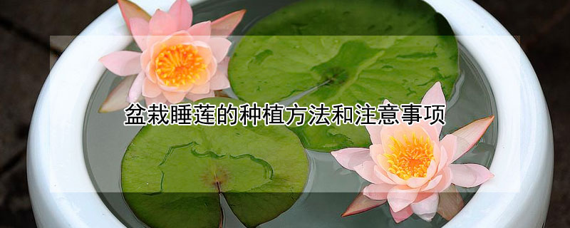 盆栽睡莲的种植方法和注意事项 发财农业网 盆栽睡莲的种植方法和注意事项 发财农业网