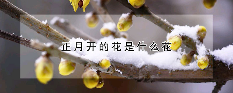 正月开的花是什么花