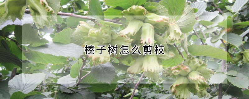 榛子树怎么剪枝