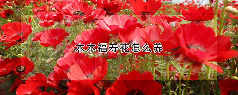 木本福寿花怎么养