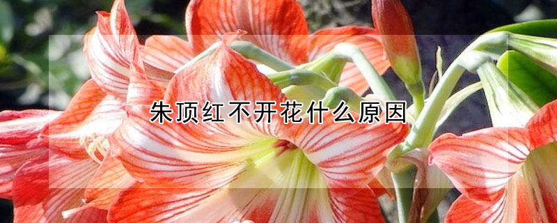 朱顶红不开花什么原因