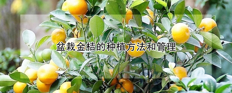 盆栽金桔的种植方法和管理