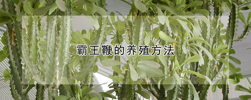 霸王鞭的养殖方法