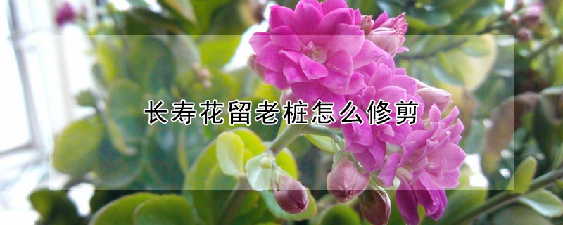 长寿花留老桩怎么修剪