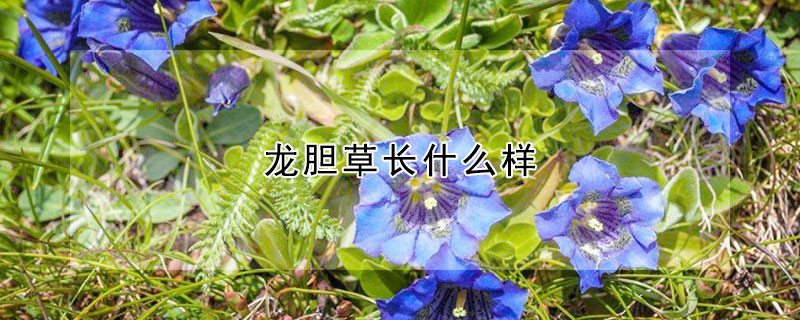 龙胆草长什么样