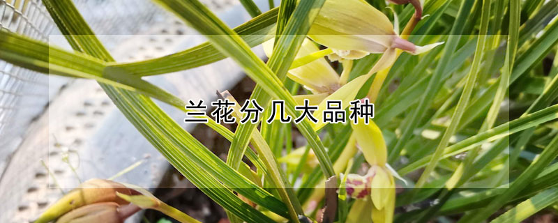 兰花分几大品种