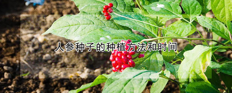 人参种子的种植方法和时间