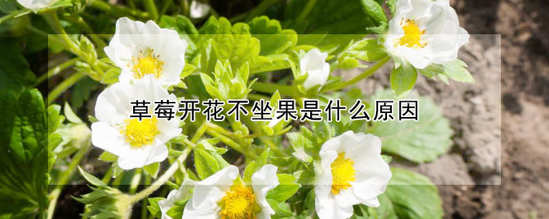 草莓开花不坐果是什么原因