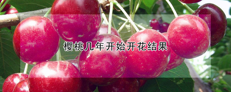 樱桃几年开始开花结果