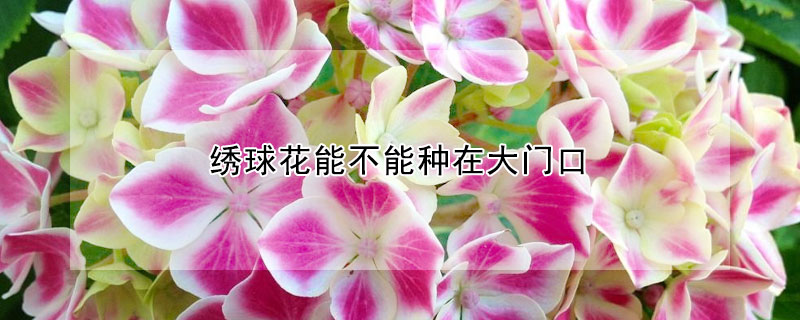 绣球花能不能种在大门口