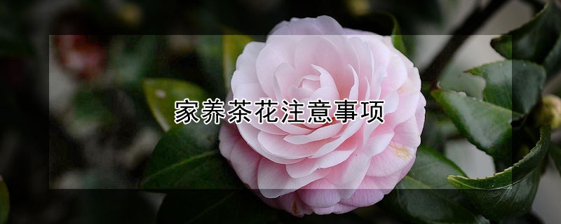 家养茶花注意事项