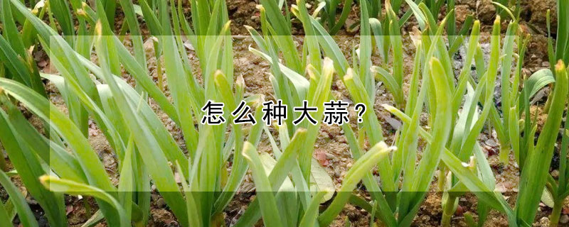 怎么种大蒜?