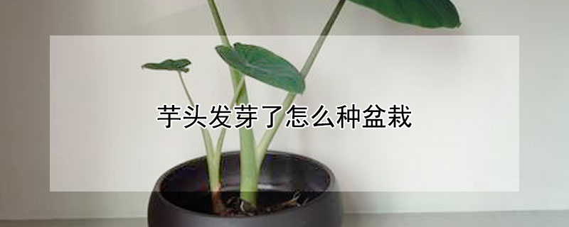 芋头发芽了怎么种盆栽