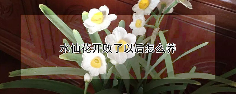 水仙花开败了以后怎么养