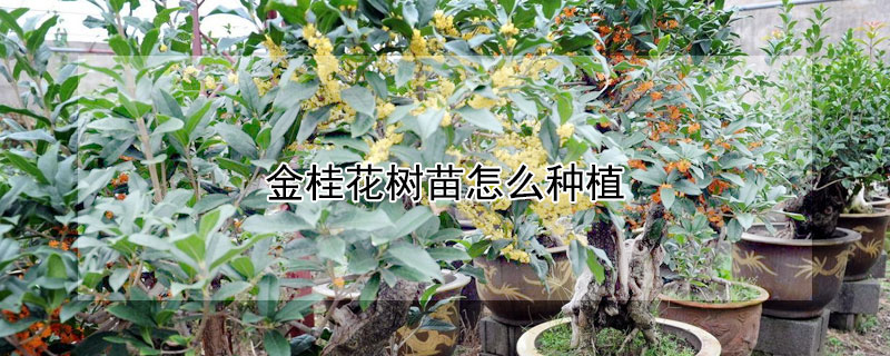 金桂花树苗怎么种植