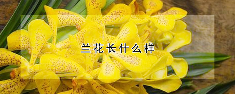 兰花长什么样