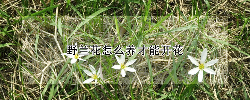 野兰花怎么养才能开花