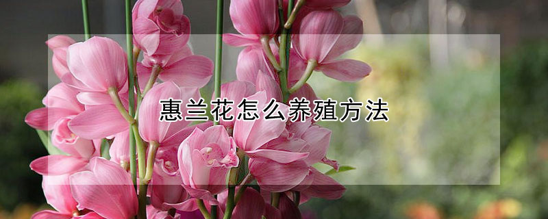 惠兰花怎么养殖方法