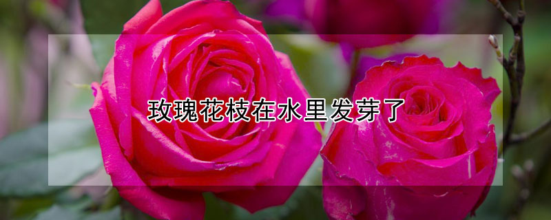 玫瑰花枝在水里发芽了