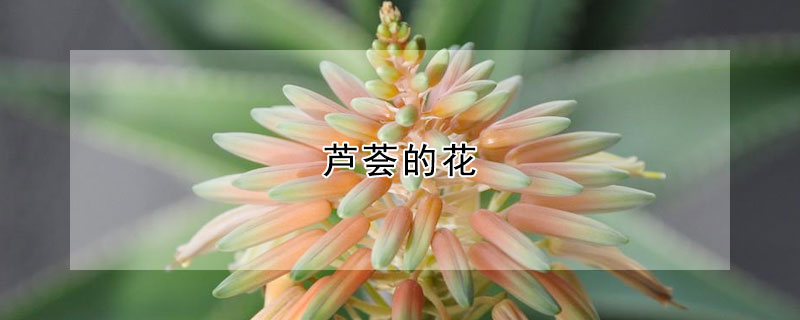 芦荟的花