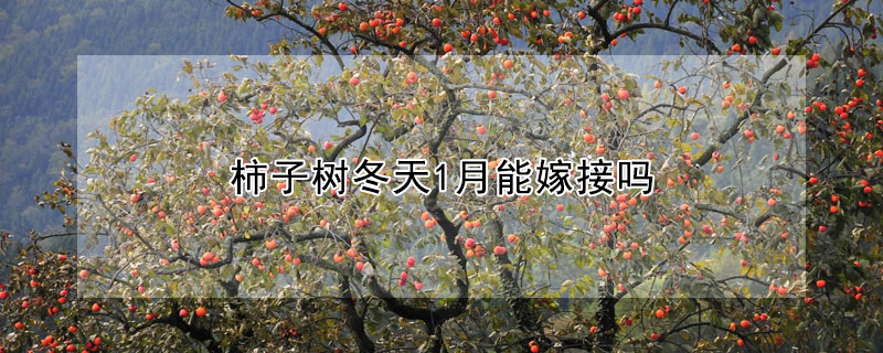 柿子树冬天1月能嫁接吗