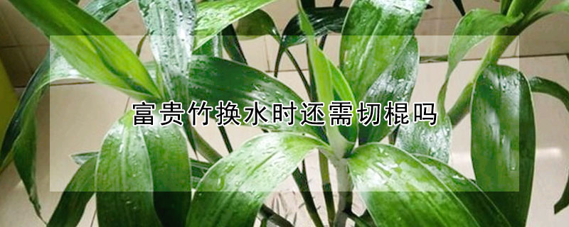 富贵竹换水时还需切棍吗