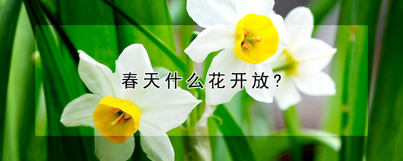 春天什么花开放?