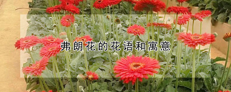 弗朗花的花语和寓意