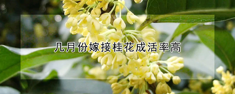 几月份嫁接桂花成活率高