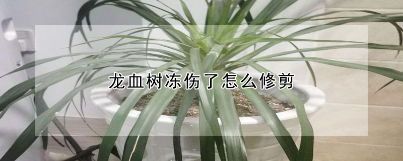 龙血树冻伤了怎么修剪