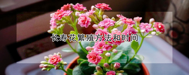 长寿花繁殖方法和时间