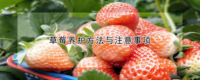 草莓养护方法与注意事项